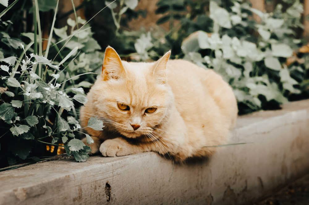 猫