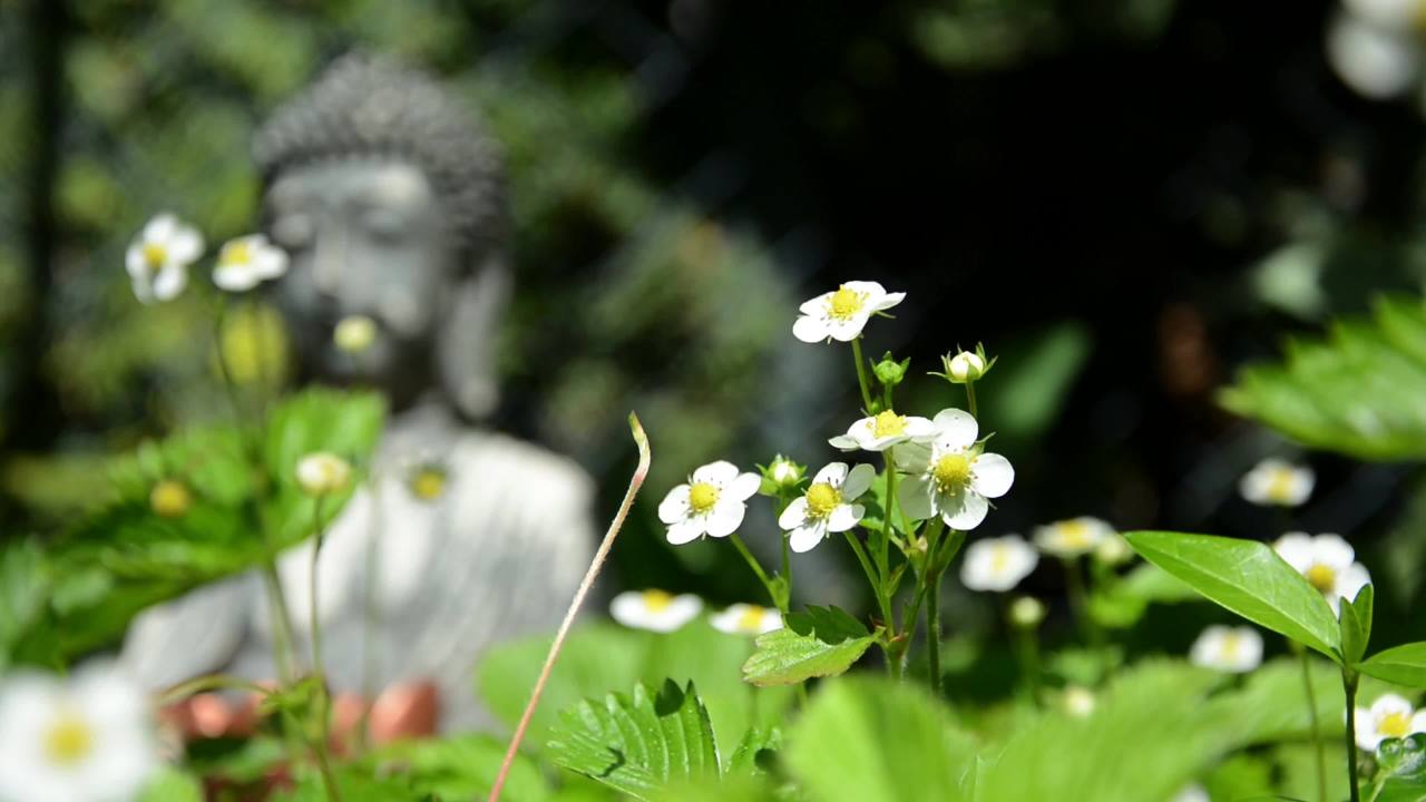花间禅意