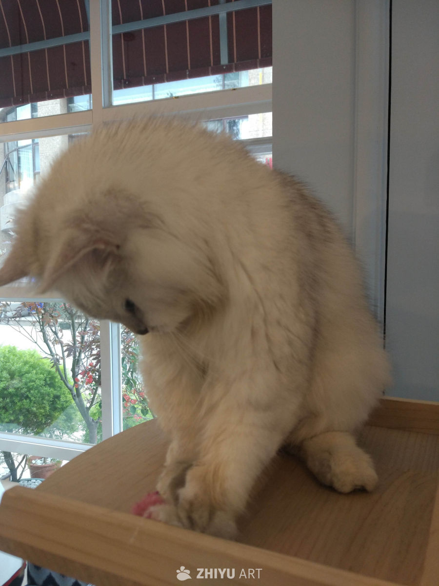 猫咪日常 1