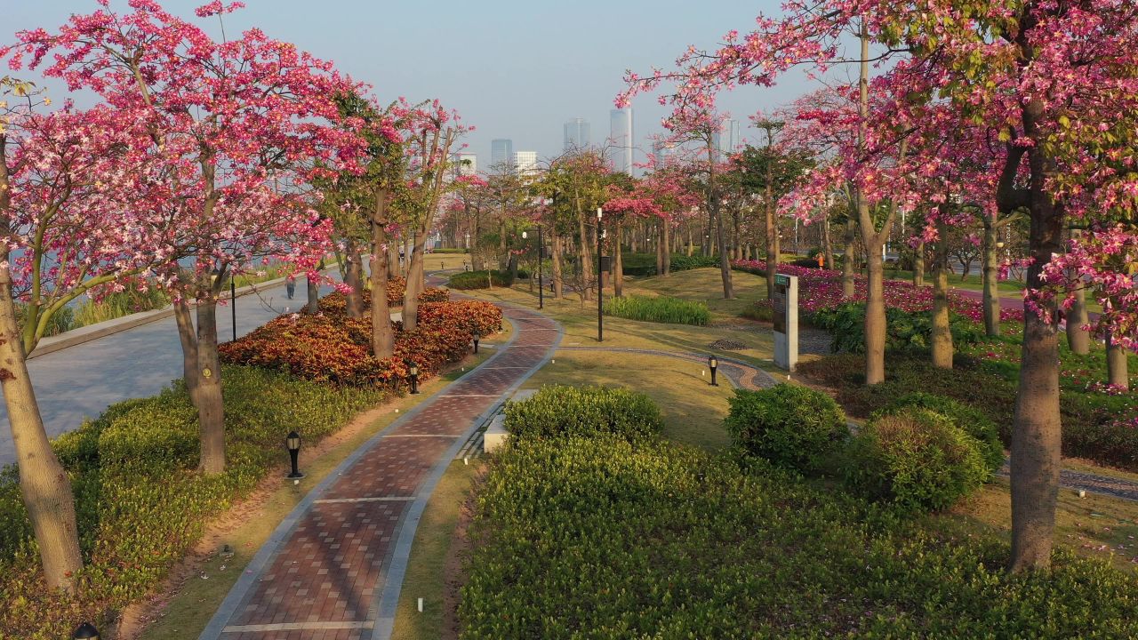 横琴花海长廊 18