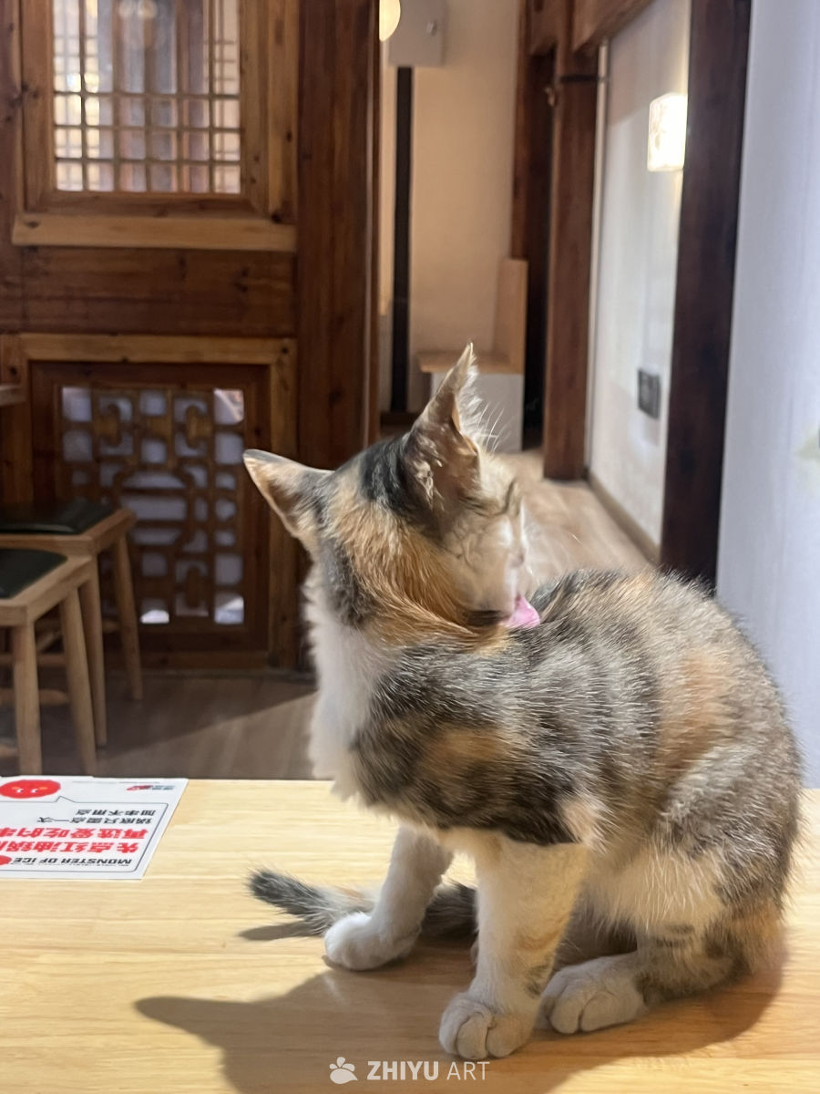 阳光下的小猫