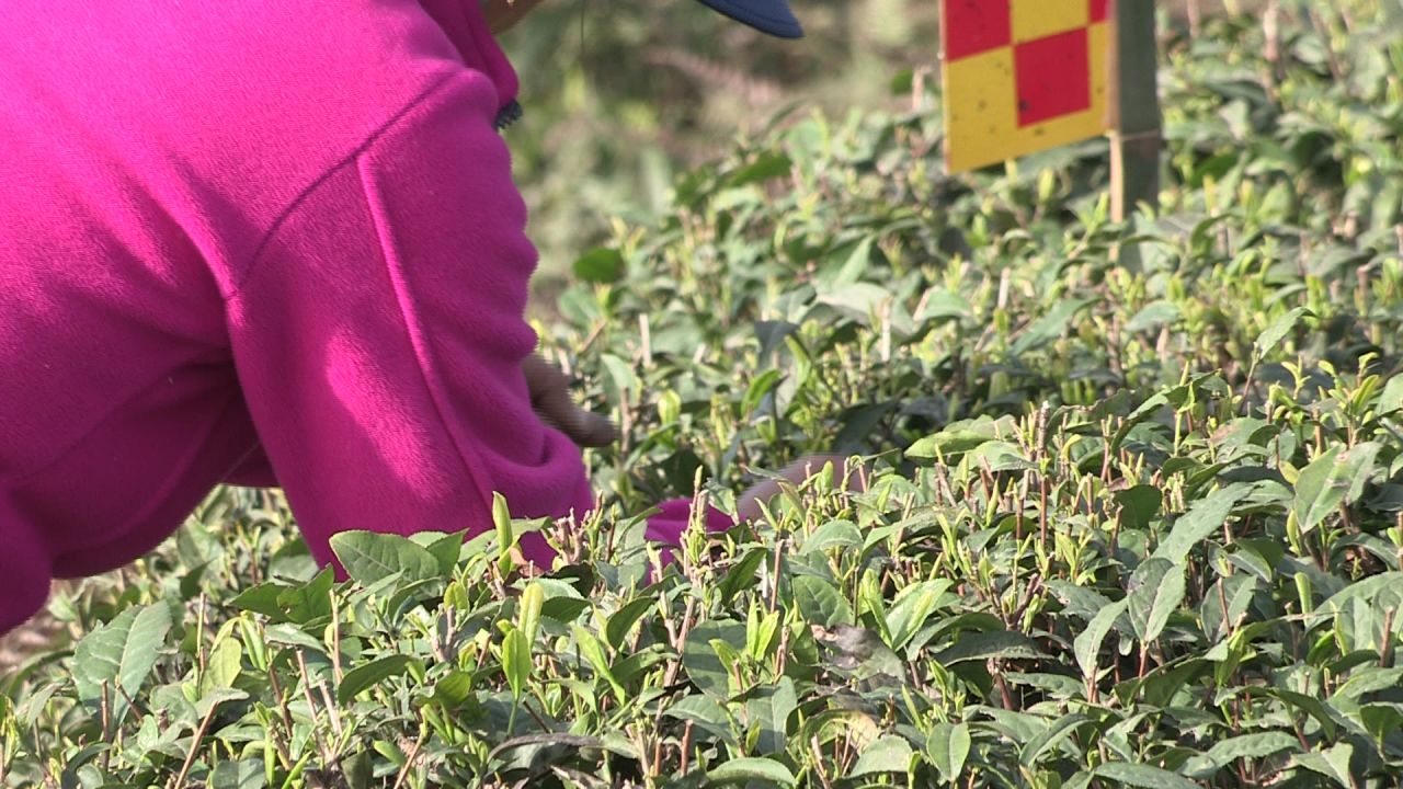 艳阳天下采茶叶