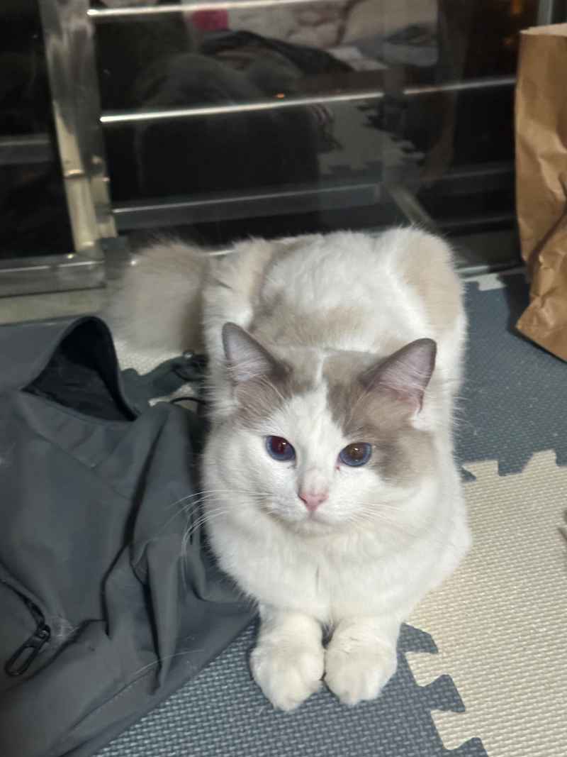 可爱的猫猫，谁能抗拒呢 14