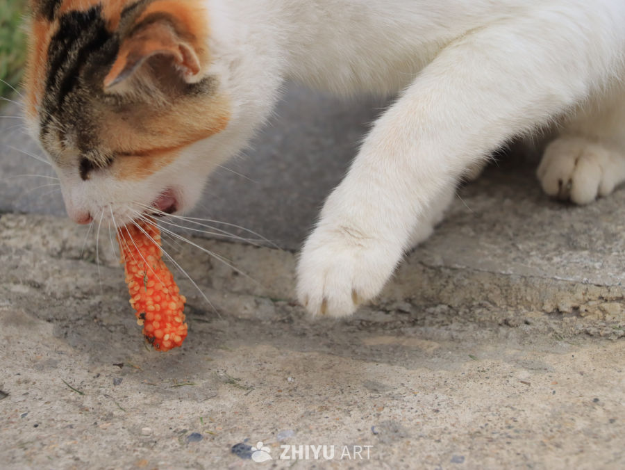 猫咪与胡萝卜的美味时光