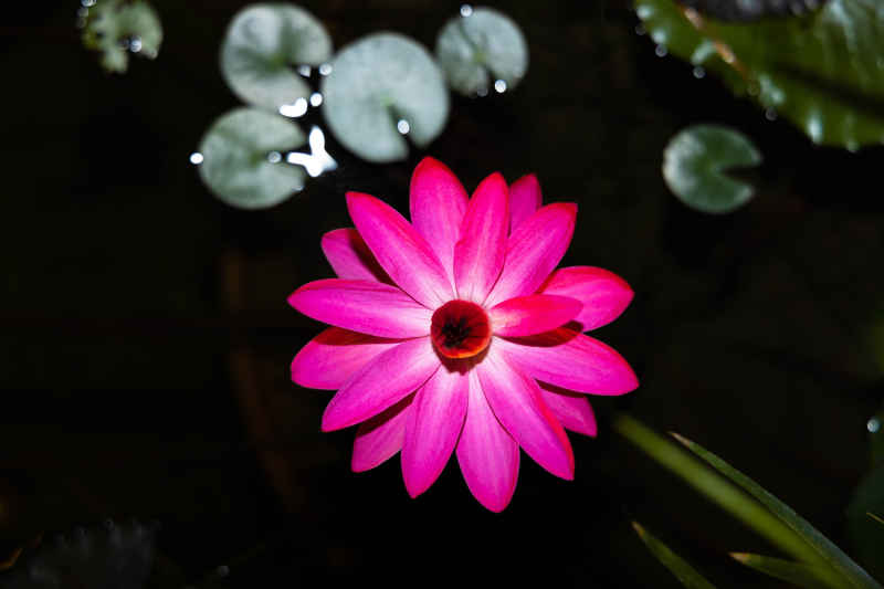 黑夜的花