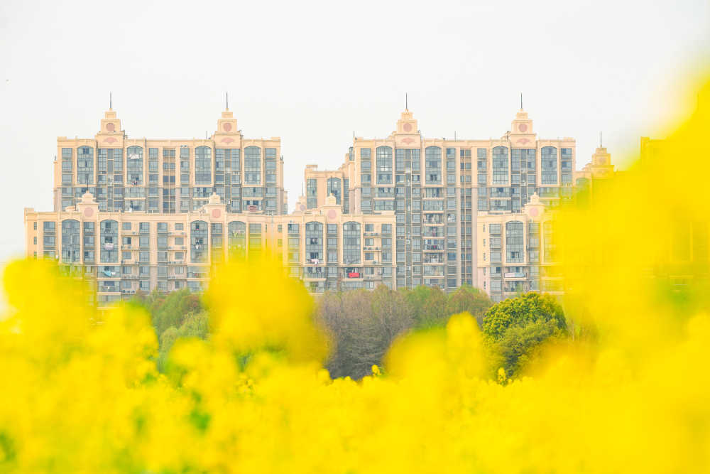 油菜花