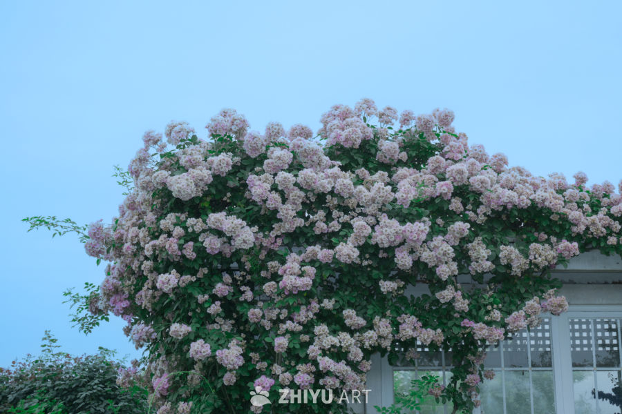 粉色花海与蓝天的邂逅