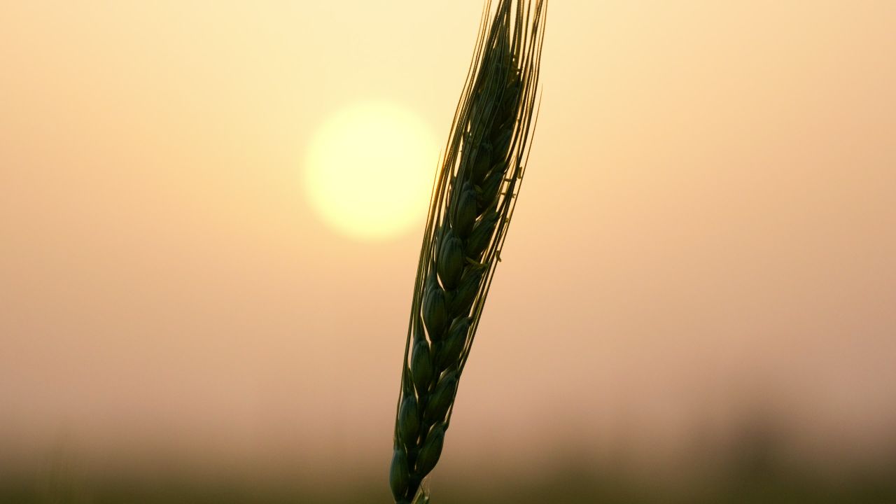 粮食水稻小麦庄稼农村作物丰收
