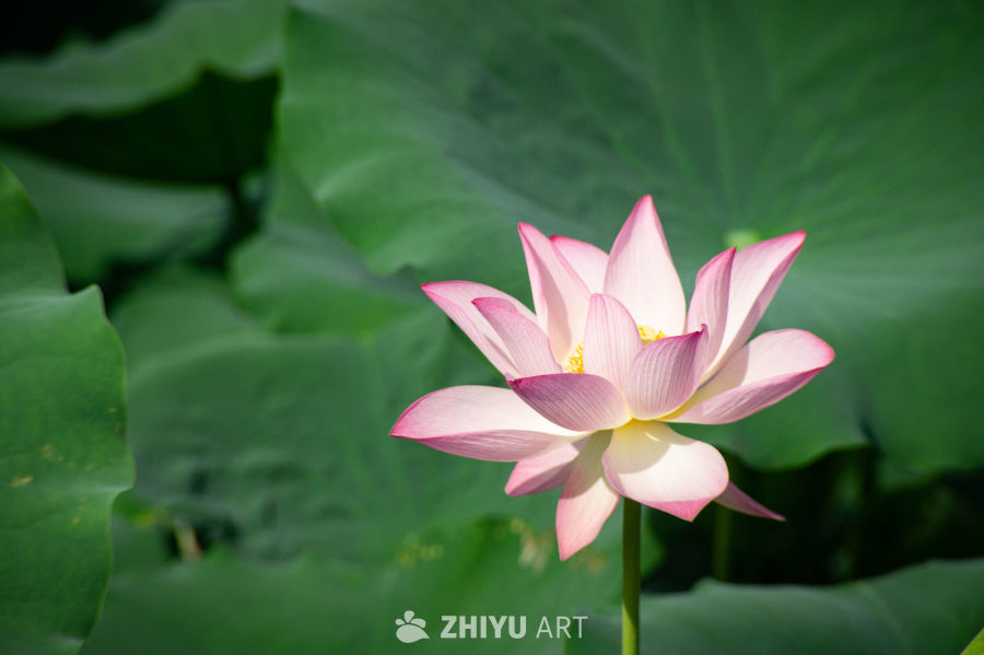 荷花 9