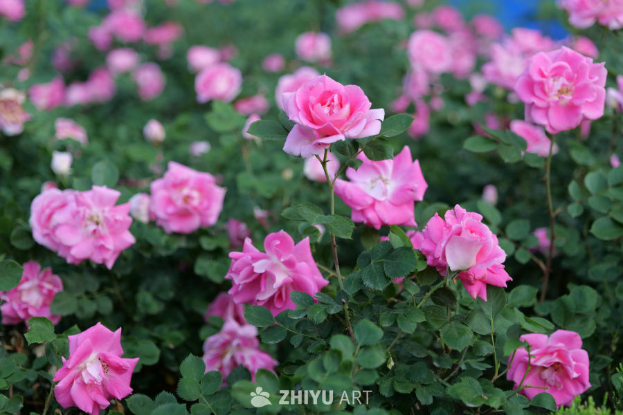 月季花 29