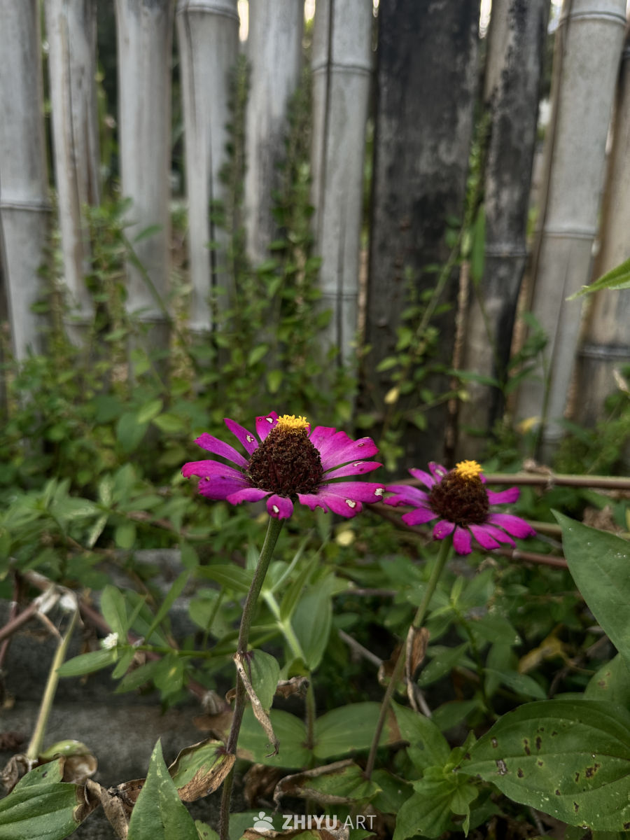 紫花与竹林的静谧之美
