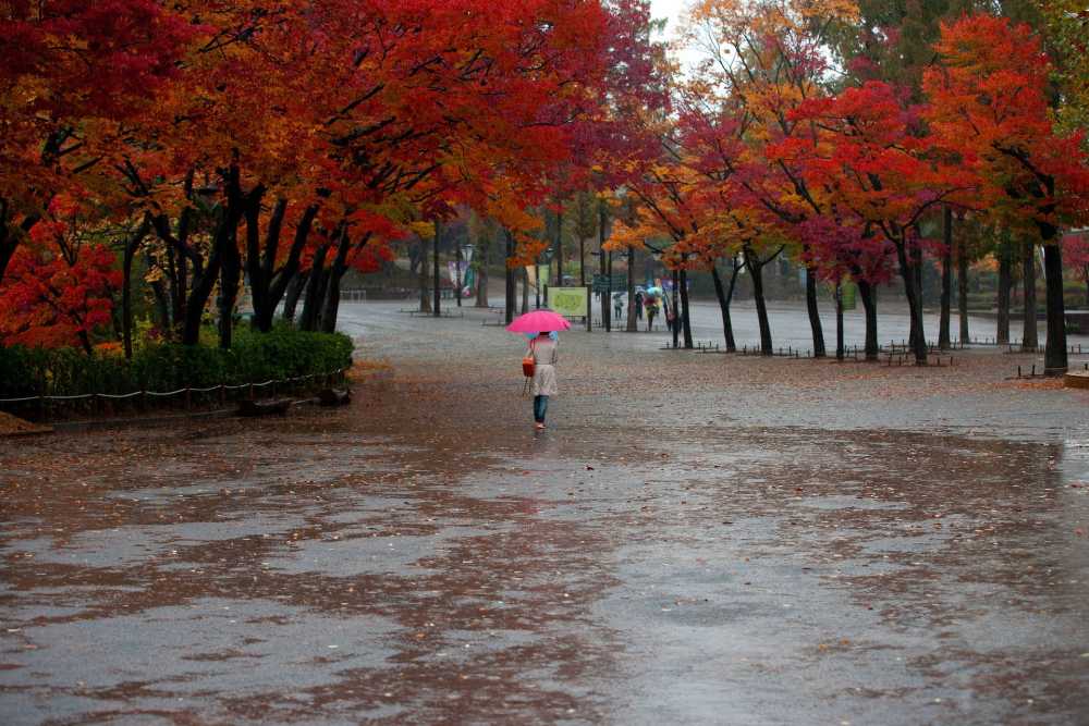 秋女子雨思维