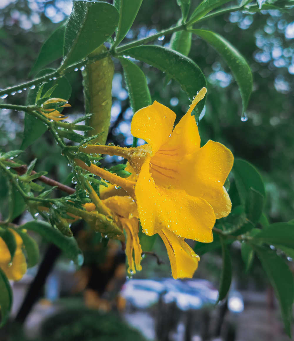 花
