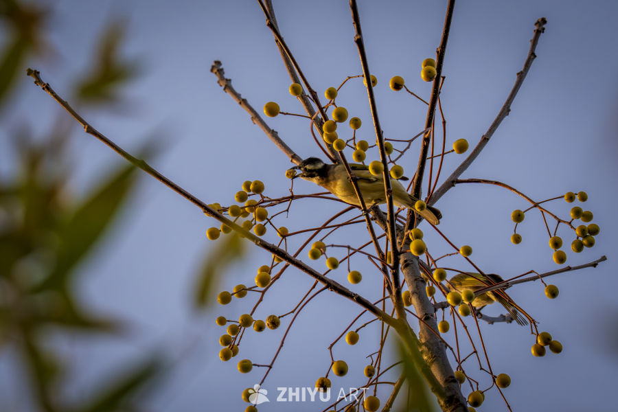 小鸟啄食果实的瞬间