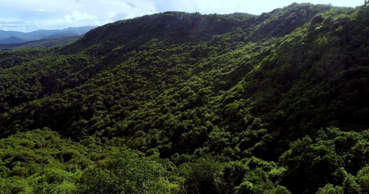 13普洱市澜沧县景迈茶山茶林航拍
