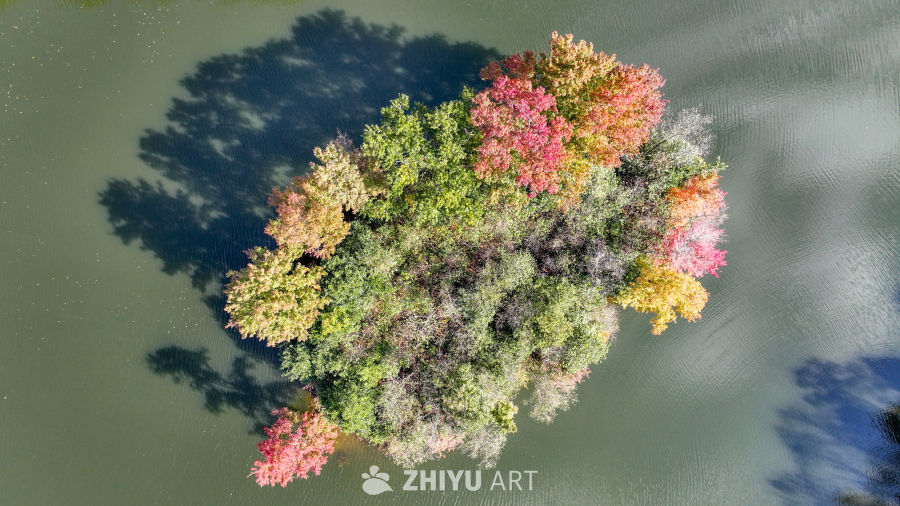 航拍水边枫叶美景  初冬枫叶似火 13