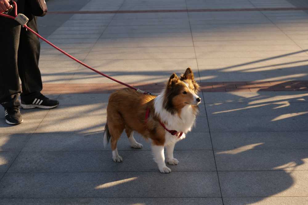 喜乐蒂牧羊犬