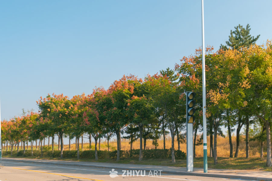 秋日道路旁的斑斓树景