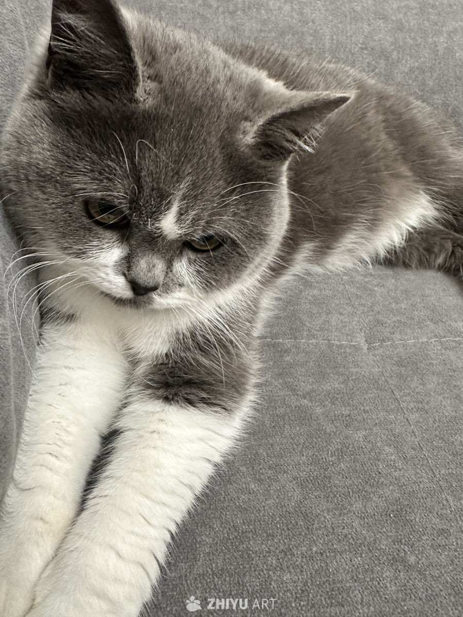 忧愁的小猫