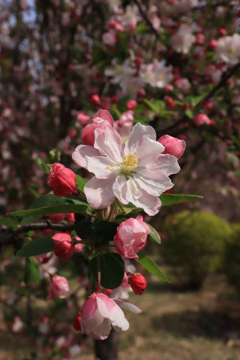 春花