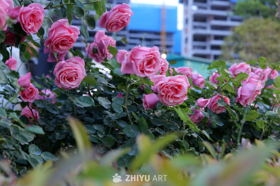 月季花 22