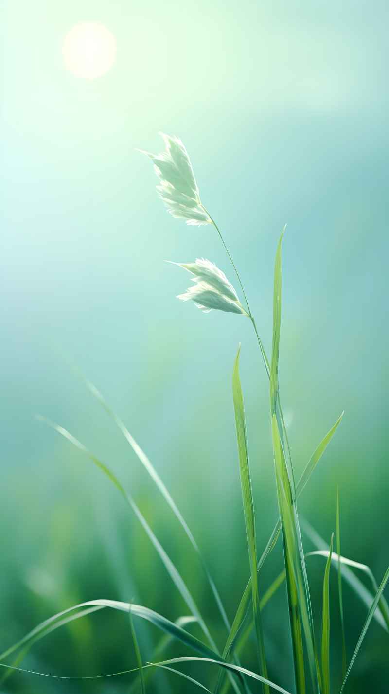 绿色唯美自然小草背景图 50