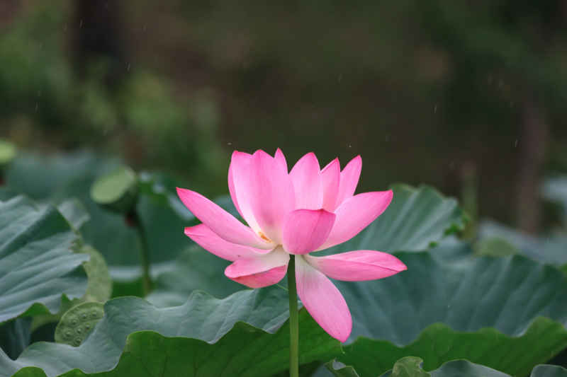 荷花 41