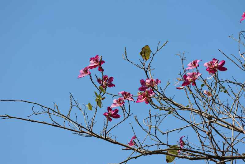 红花羊蹄甲开花