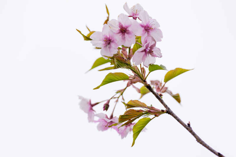 樱花季 3