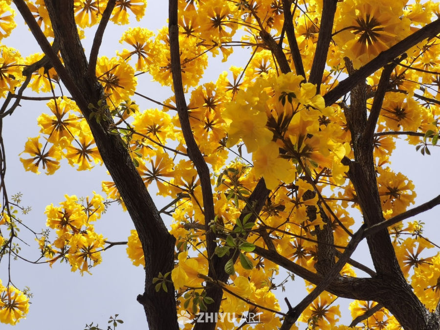 黄花植物仰天俯视