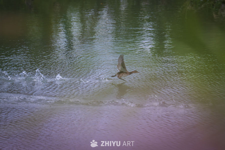 鸭子水面起飞瞬间