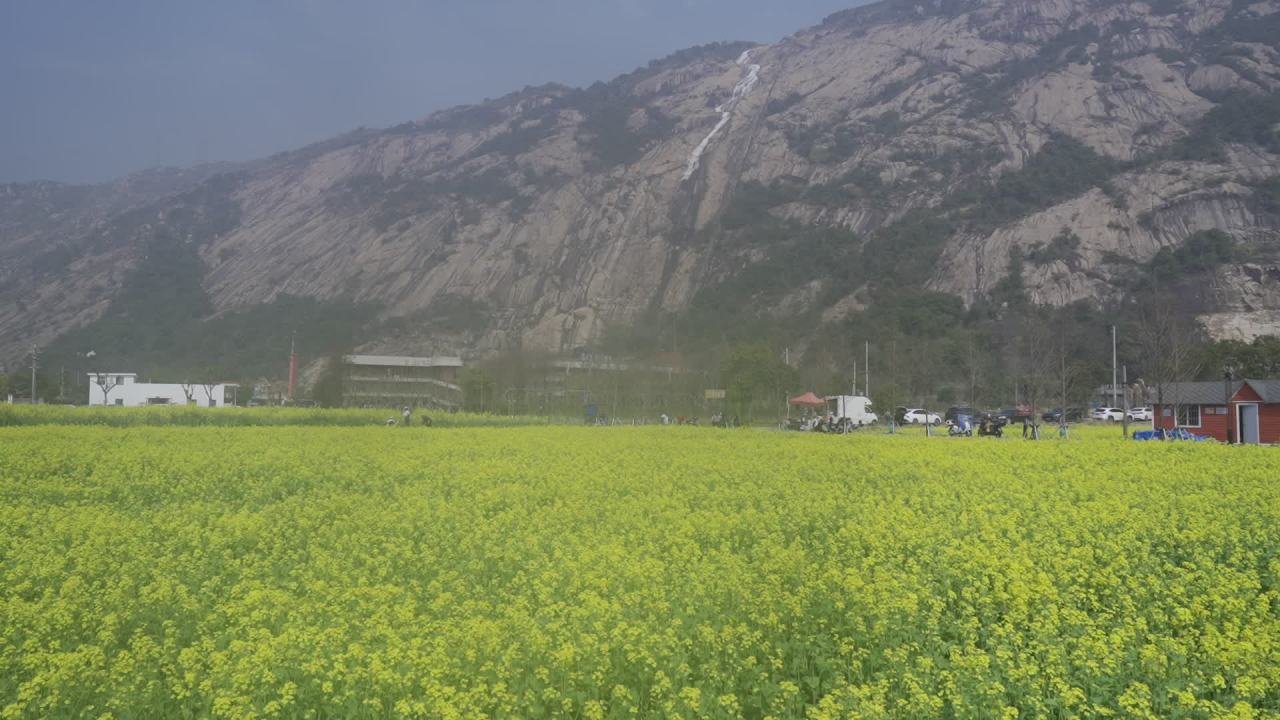 油菜花盛开 9