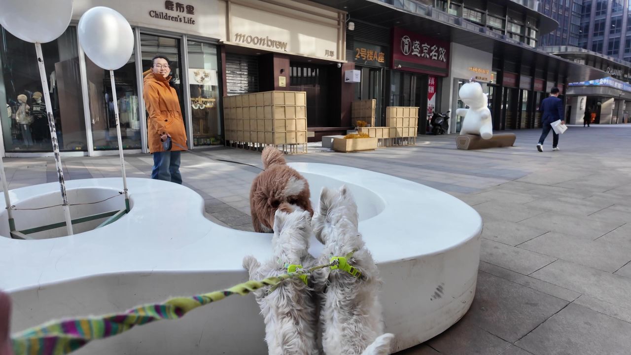 遛狗 西高地 13