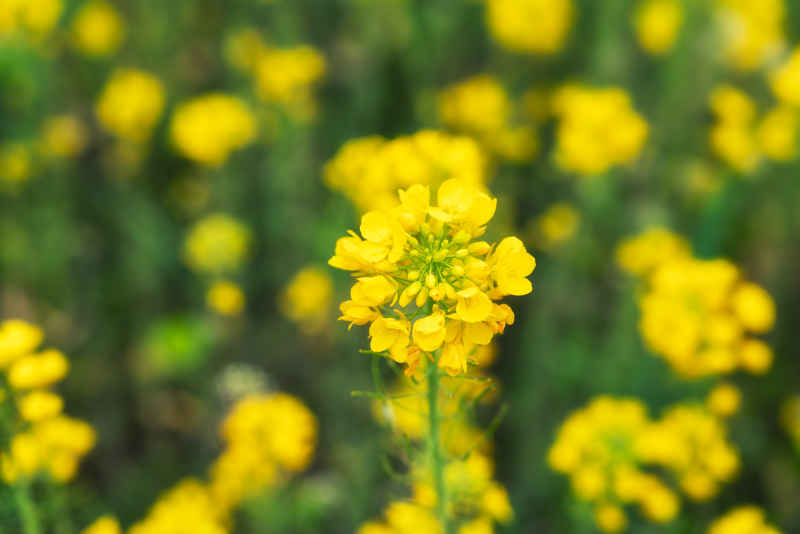 油菜花