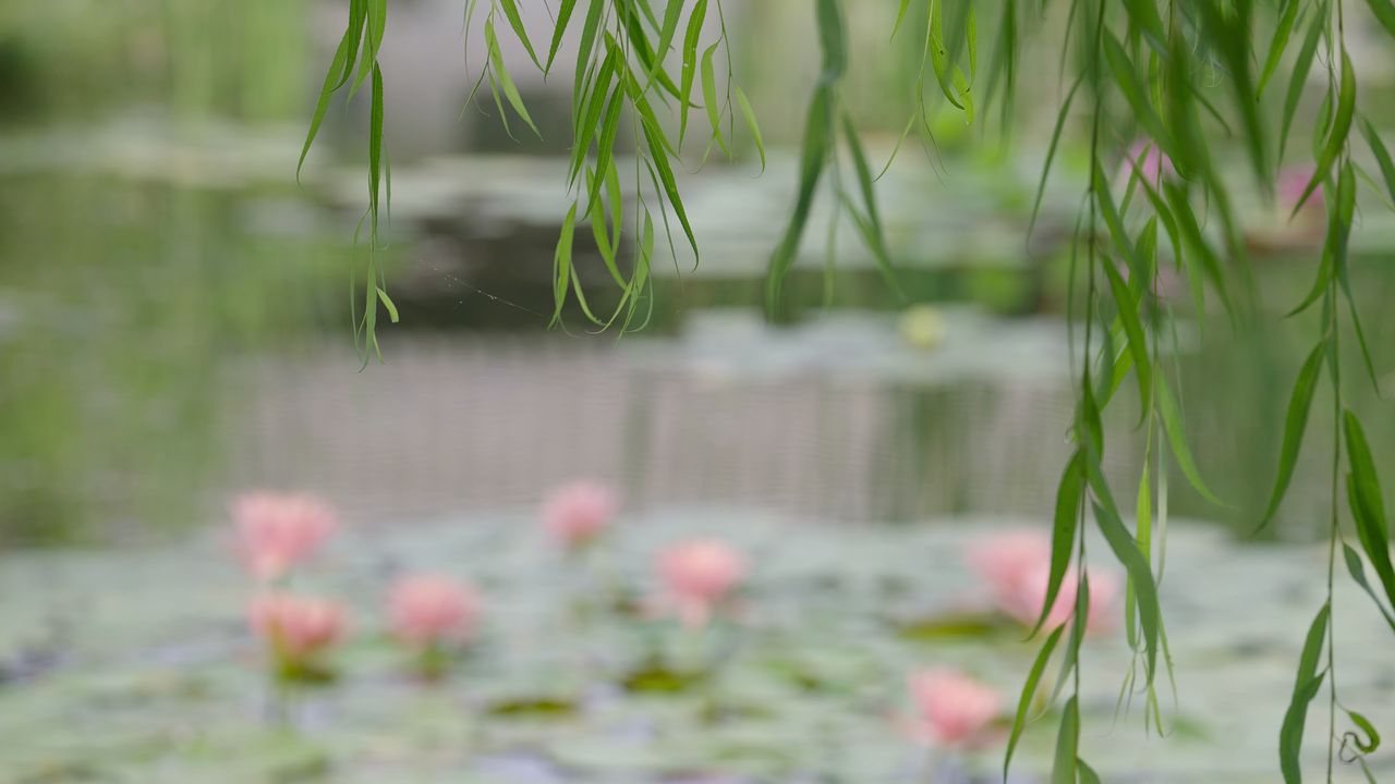 夏天荷塘莲花垂柳情绪意境空境