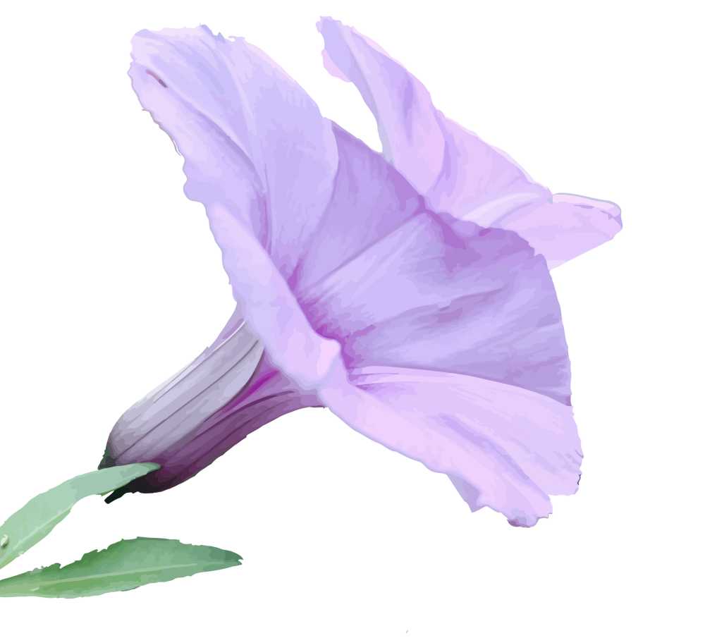 【矢量图】牵牛花（有叶）