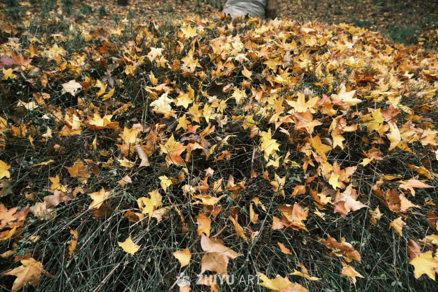 【实拍样片】富士X-S20相机实拍照片原片 7