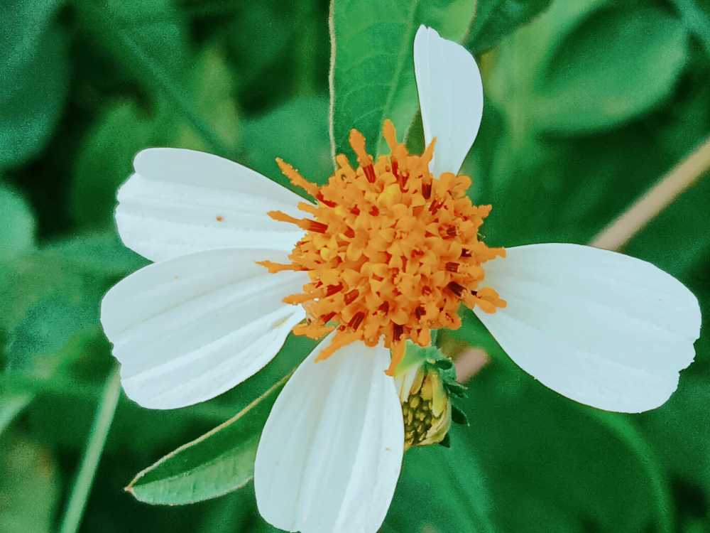 花香鸟语