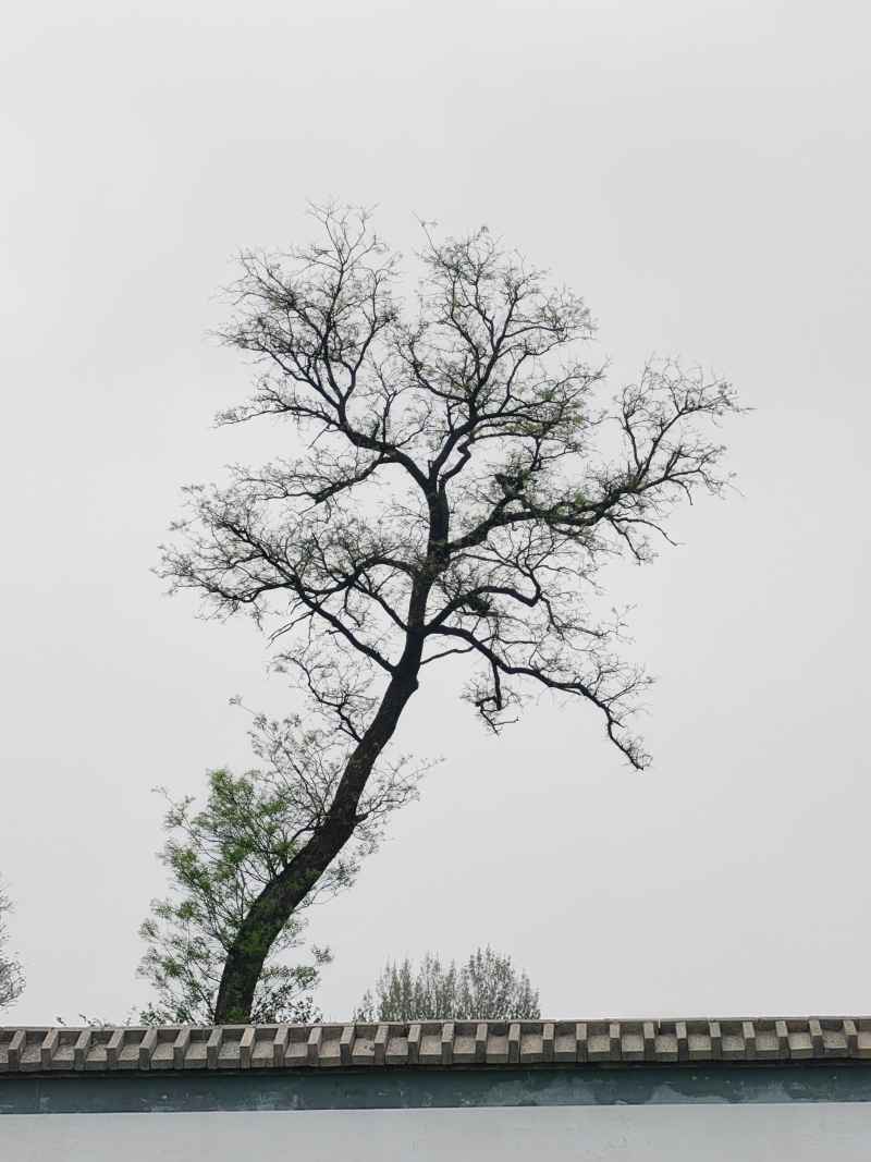简约 7