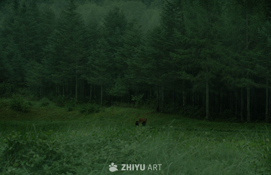 森林中的静谧长椅