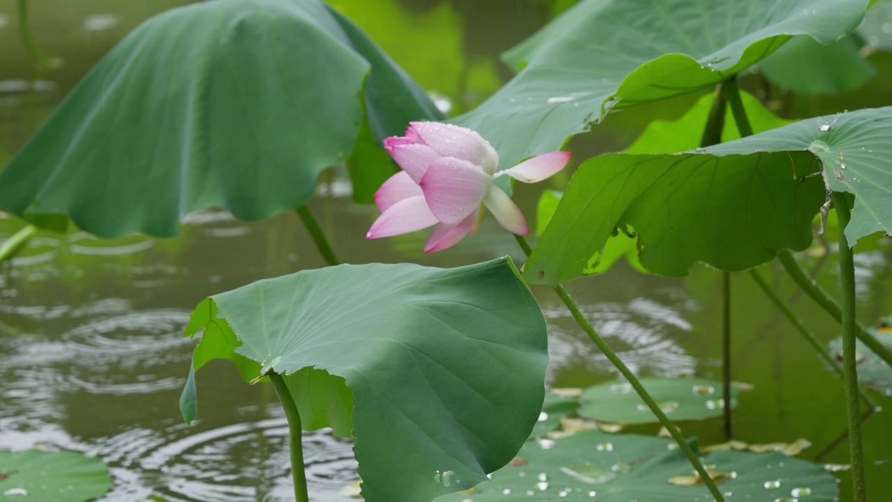 唯美荷花雨中淋雨