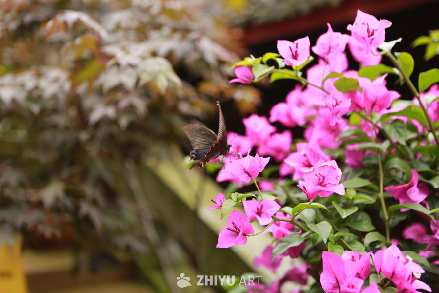 蝴蝶与粉花