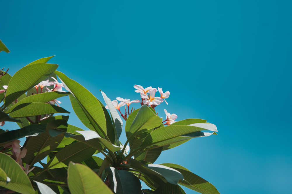 蓝天下的花