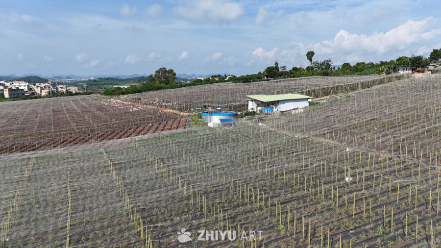 防护网下的农田灌溉场景