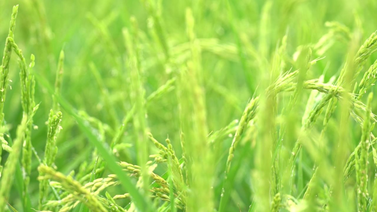 五常稻花香大米 11