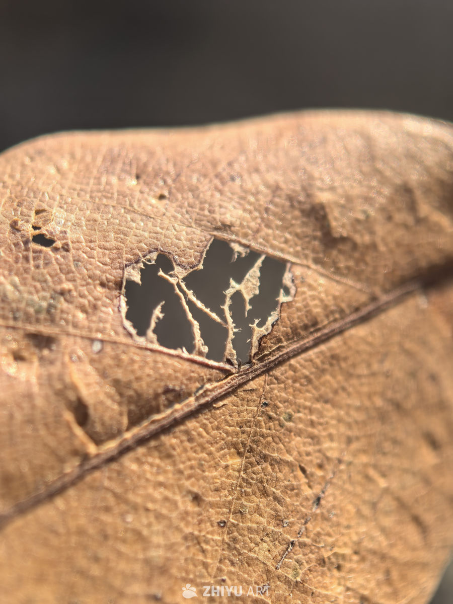 自然世界的奇迹之美