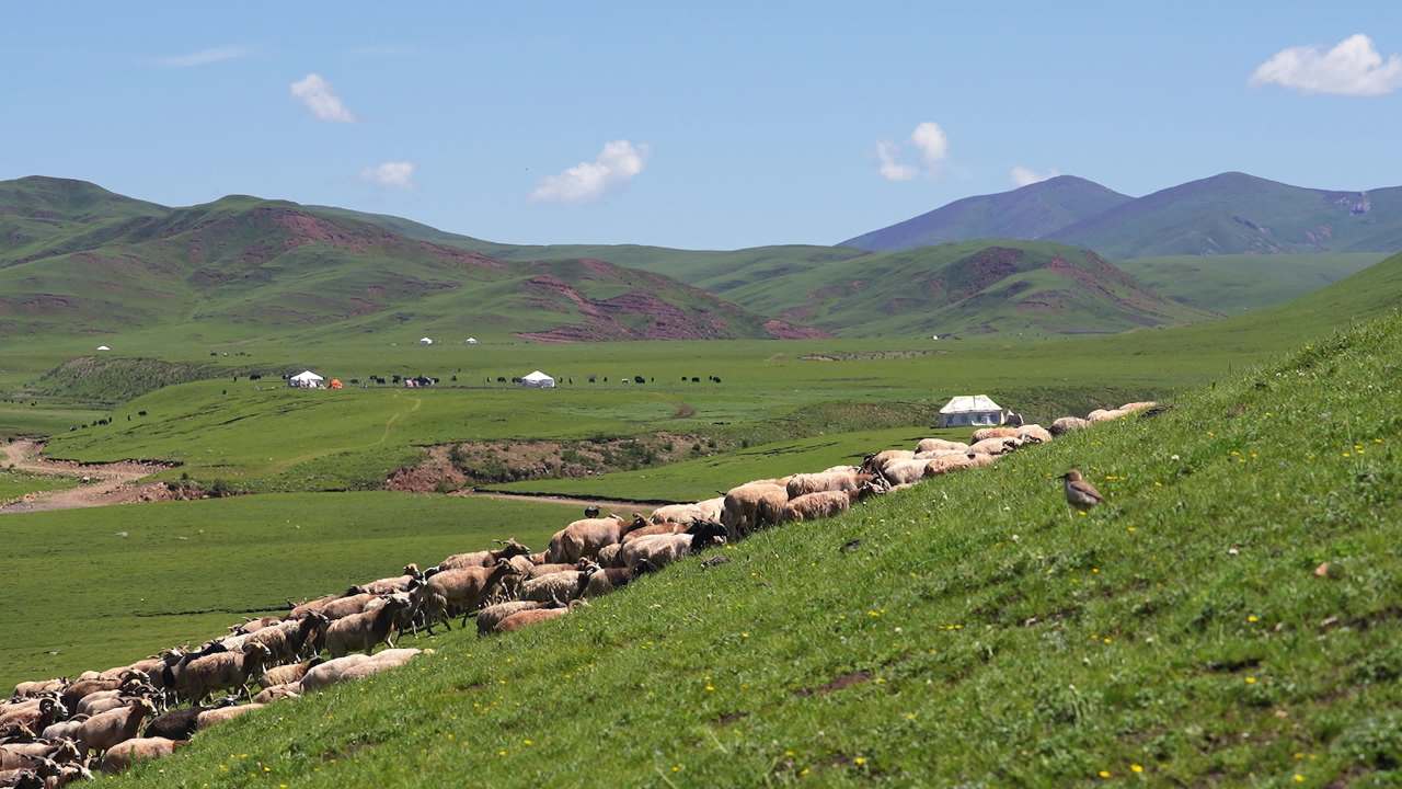 牧民放羊高山草坡