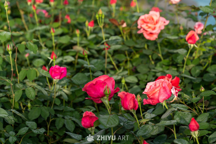 月季花 11