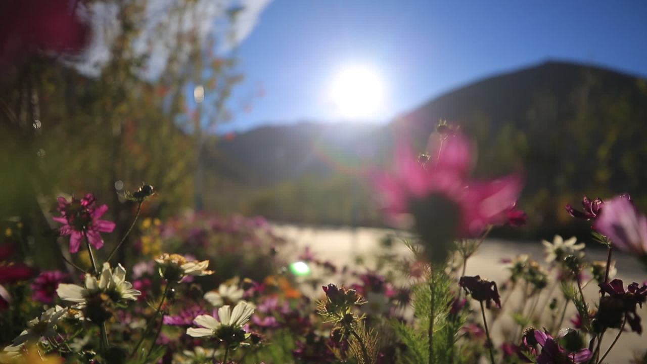 格桑花