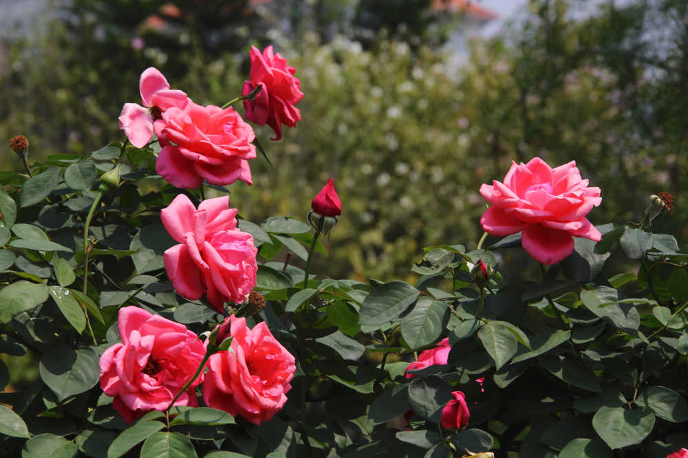 红色月季花特写